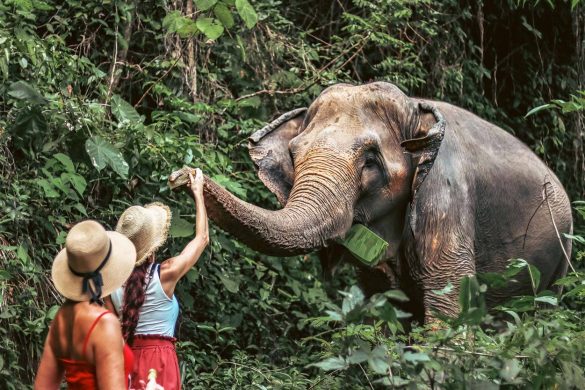 support-the-phuket-nature-elephant-reserve