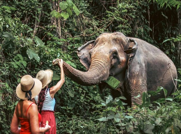 support-the-phuket-nature-elephant-reserve