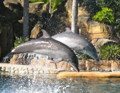 sea-world-gold-coast