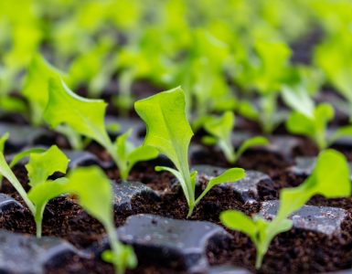 sustainability-planet-21