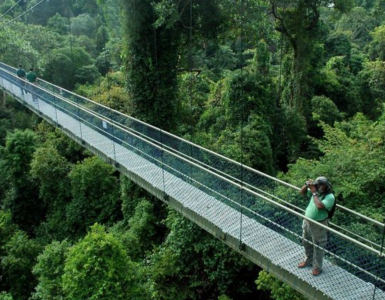 macritchie-reservoir