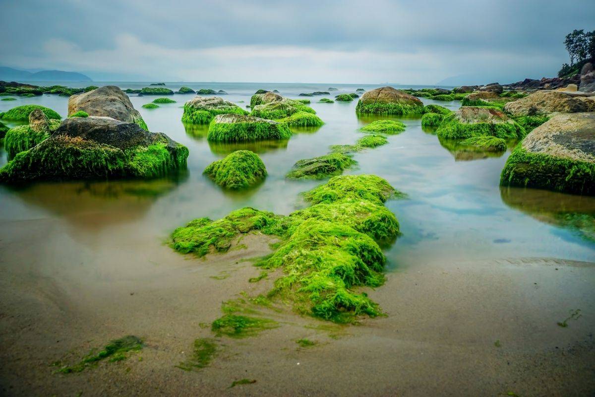Green moss covering the rocks at Nam O Beach at sunrise