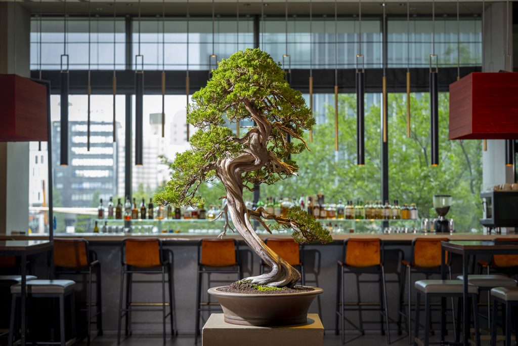 Bonsai Exhibition at Pullman Tokyo Tamachi