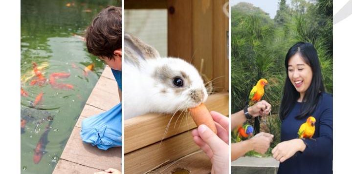 animal-feeding-2