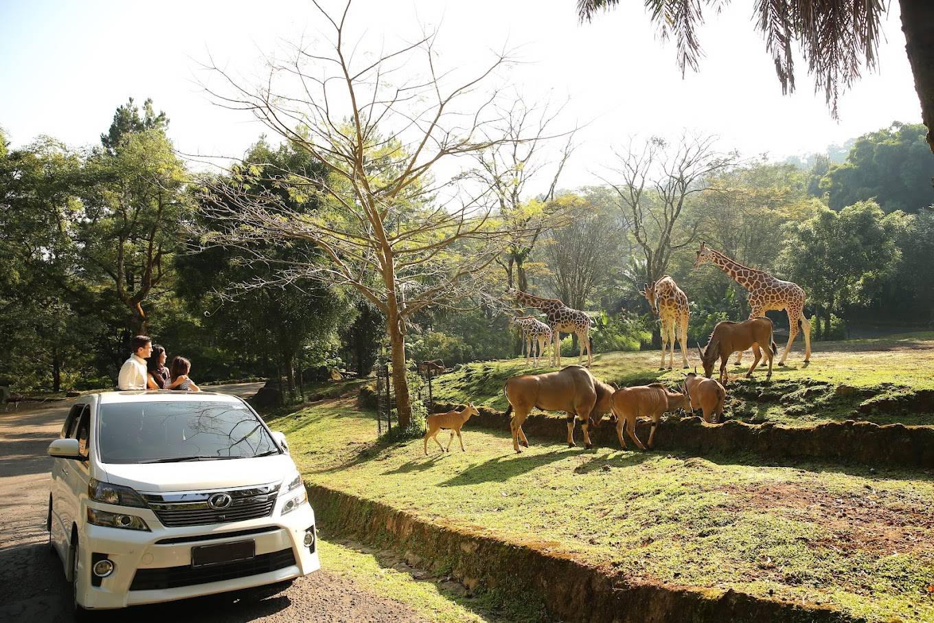 Taman safari bogor destinations