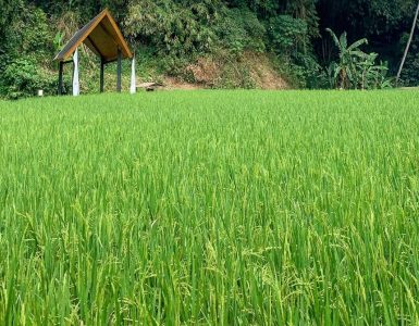pullman-ciawi-vimala-hills-earns-green-globe-certification-in-continued-sustainability-journey