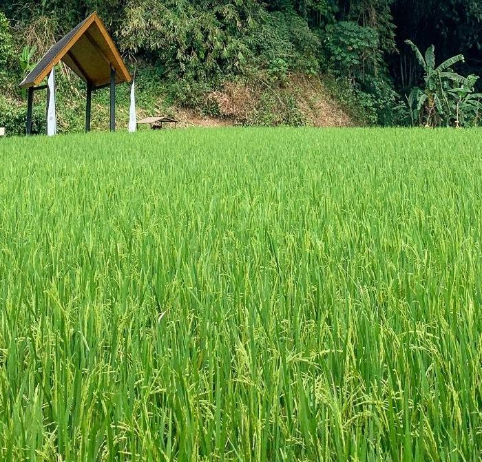 pullman-ciawi-vimala-hills-earns-green-globe-certification-in-continued-sustainability-journey
