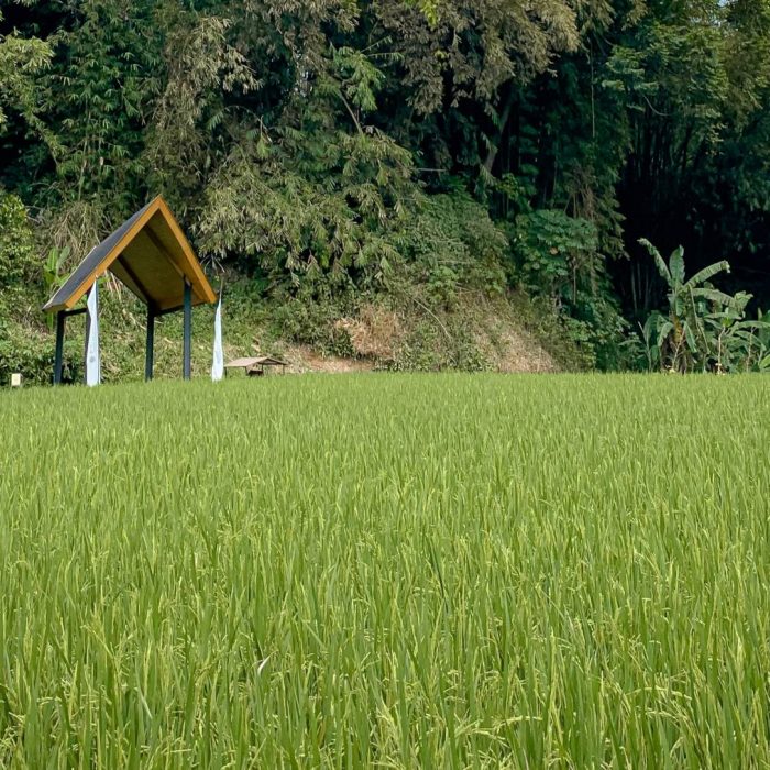 rediscover-nature-in-style-at-pullman-ciawi