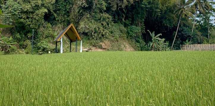 rediscover-nature-in-style-at-pullman-ciawi