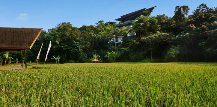 merbau-villa-paddy-field-5-2