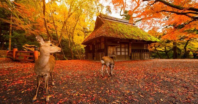 nara-park