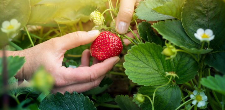 strawberry-picking