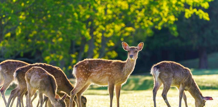 nara-park-2