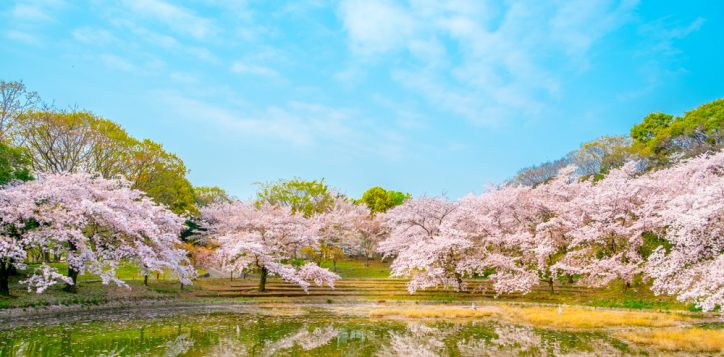 cherryblossomattsurumiryokuchiparkinosakajapan