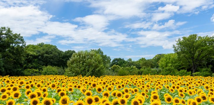 sunflowerweekatnagaibotanicalgardenosaka