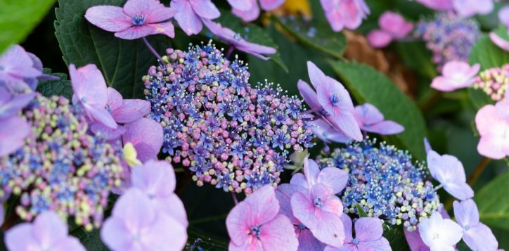 purplehydrangeaflowersbloominginthepark