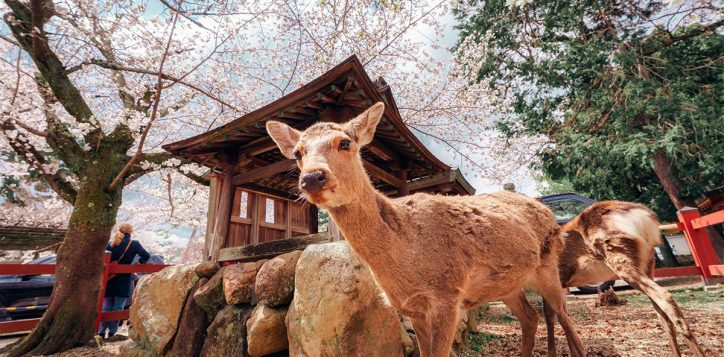 02-an-in-depth-look-at-traveling-from-namba-to-nara_