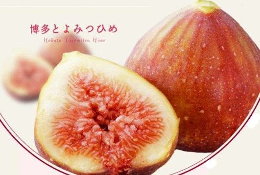 2606_fukuokaaft_toyomitsuhime-1