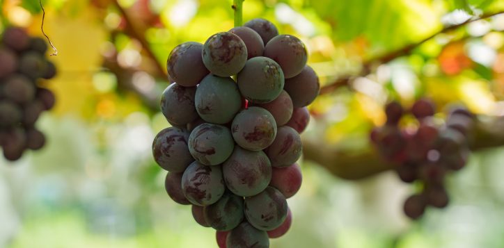 2606_fukuokaaft_kyoho-grape1