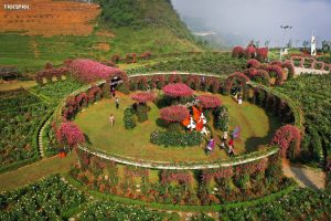 thung-lung-hoa-hong-khong-lo-trai-dai-tren-dien-tich-50000-met-vuong-17140292435491170015574