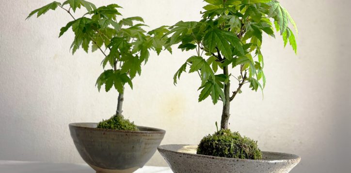 kokedama