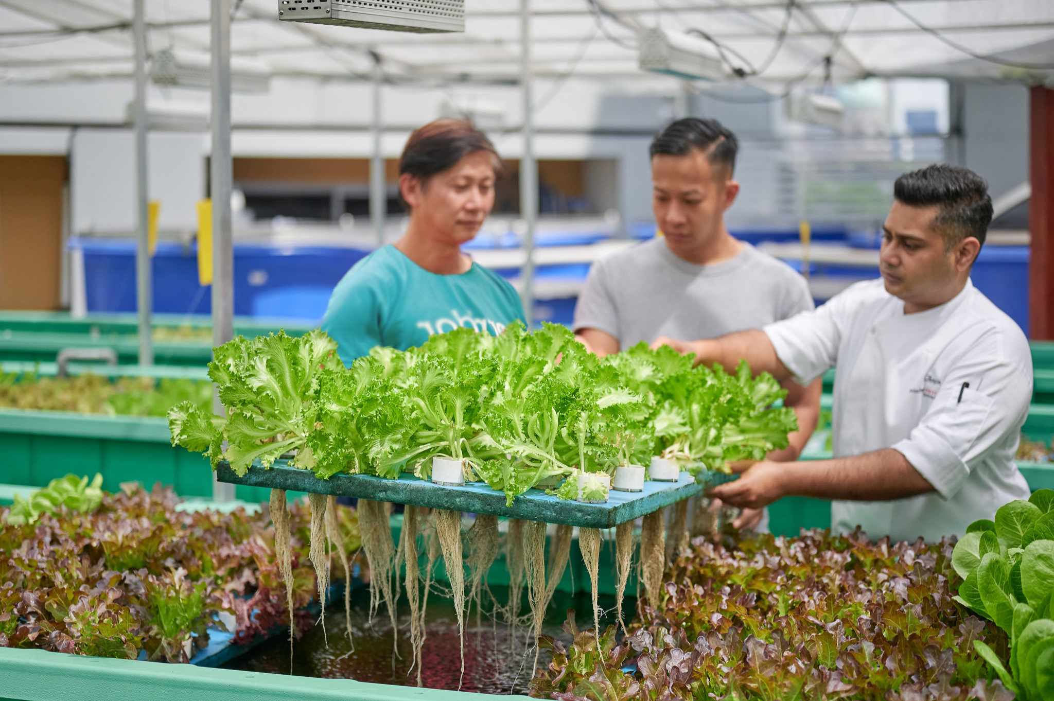 Aquaponics Farm Tour - Fairmont Singapore