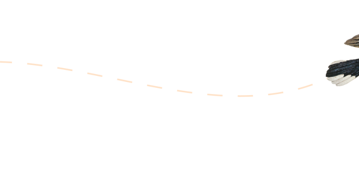 flight-path-on-transparent-d-2-2