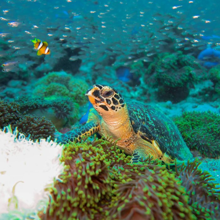 marine-biologist