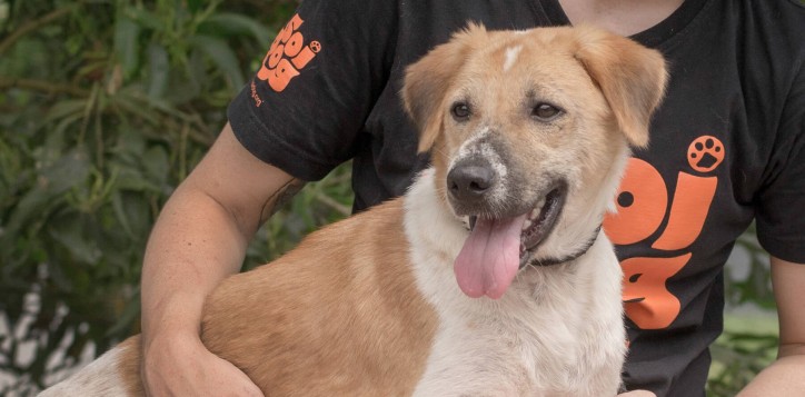 charity-with-soi-dog-foundation