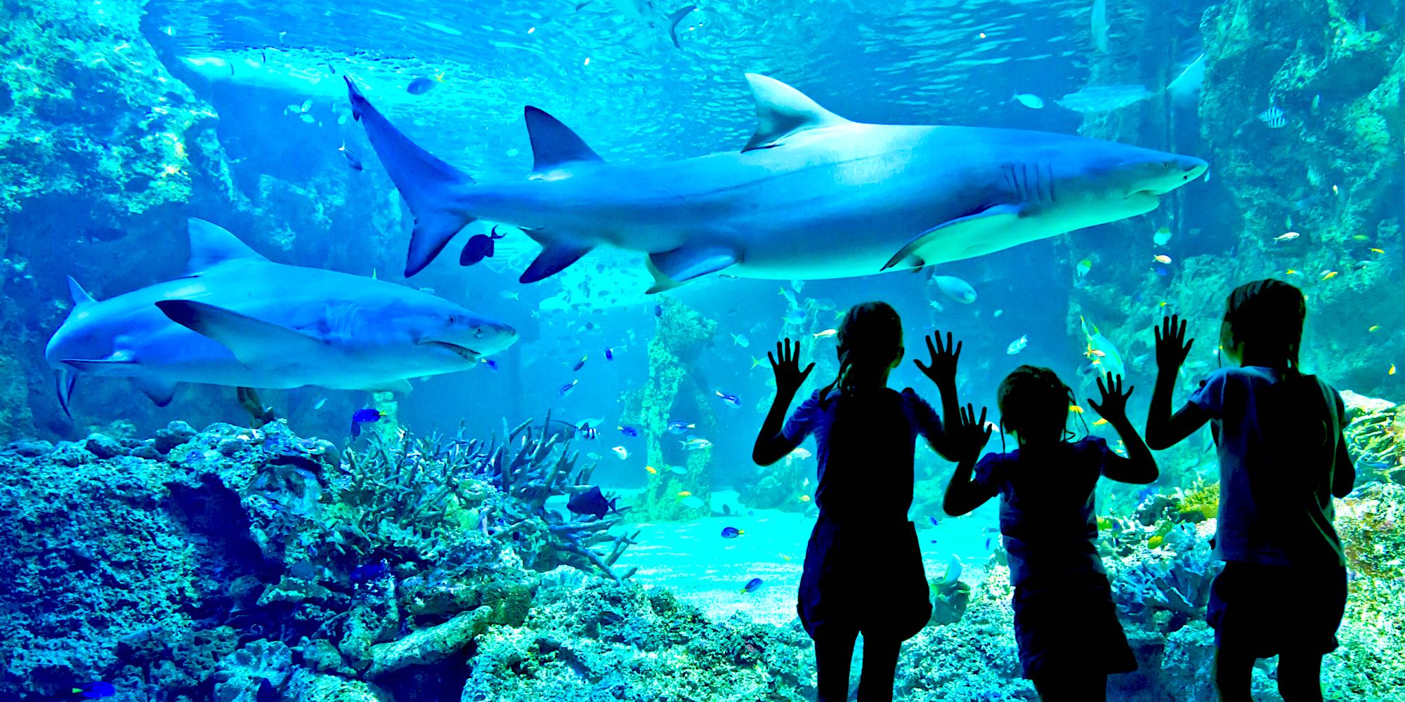 Swissôtel Sydney - Sea Life Aquarium