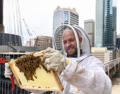 rooftop-beehives