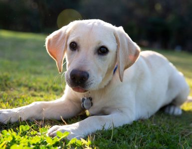 guide-dogs-australia-x-swissotel-sydney