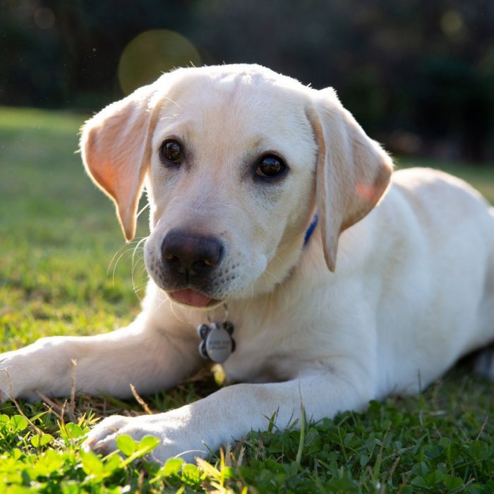guide-dogs-australia-x-swissotel-sydney
