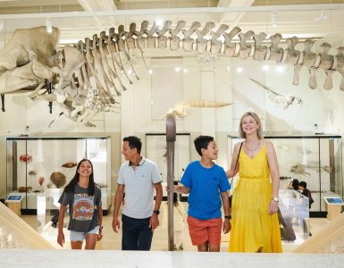 how-to-spend-fathers-day-in-sydney