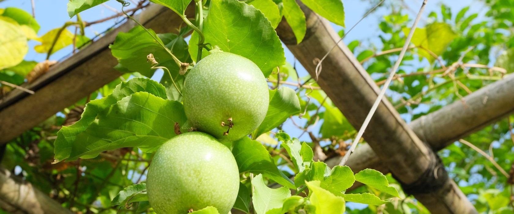 Raffles Bali - Explore Sustainable Practices and Local Wisdom in Raffles Bali’s Magical Gardens