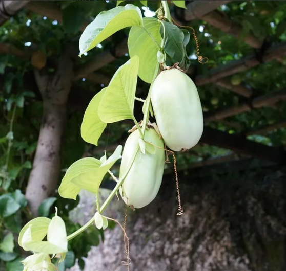 Raffles Bali Celebrates the Exquisite Diversity of Passion Fruits in Indonesia