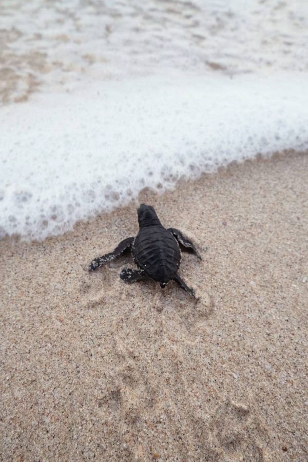 Raffles Bali’s First Turtle Release, A Landmark in Conservation
