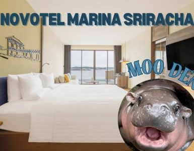 stay-with-novotel-while-you-visit-to-moo-deng-at-khao-kheow-open-zoo