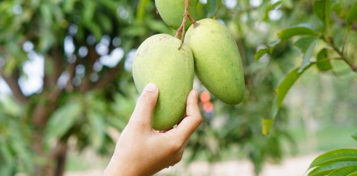 a-taste-of-summer-with-mango