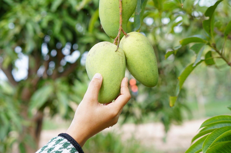 A Taste of Summer with Mango
