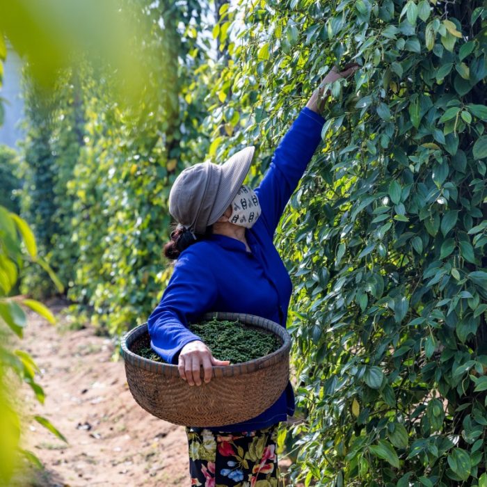 pepper-farms
