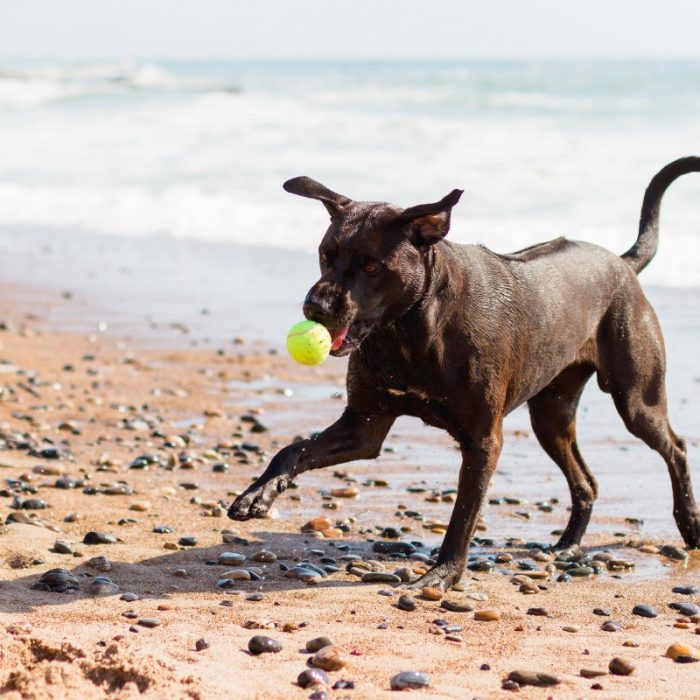 phu-quoc-ridgeback-dogs