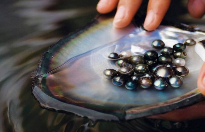 pearl-farm