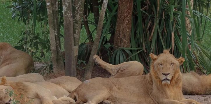 vinpearl-safari-phu-quoc