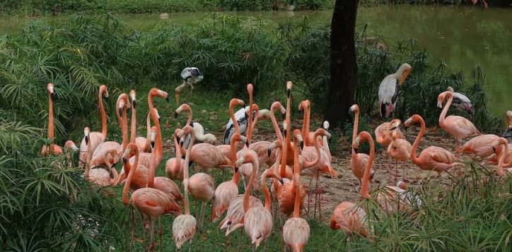 vinpearl-safari-phu-quoc-2