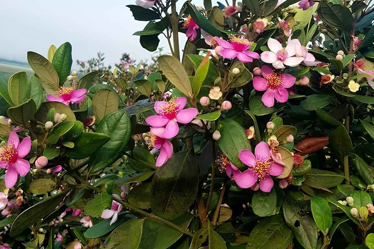 Hoa sim Phú Quốc