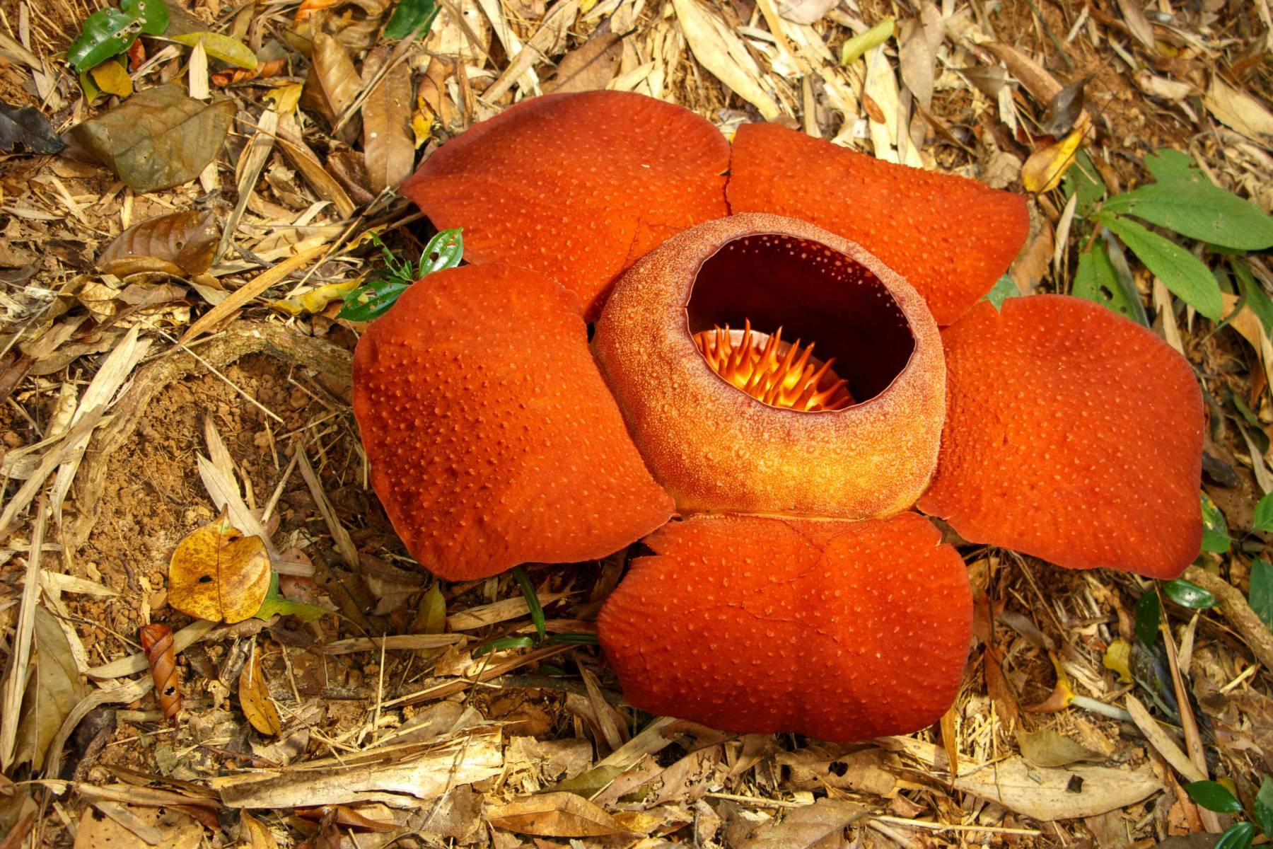 ดอกบัวผุดยักษ์ อุทยานแห่งชาติเขาสก