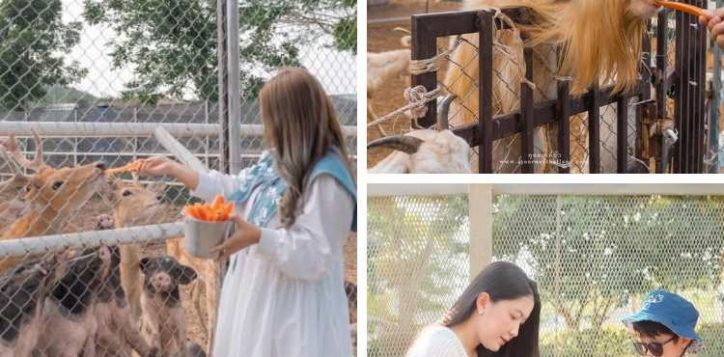 zoo-in-khao-yai-2