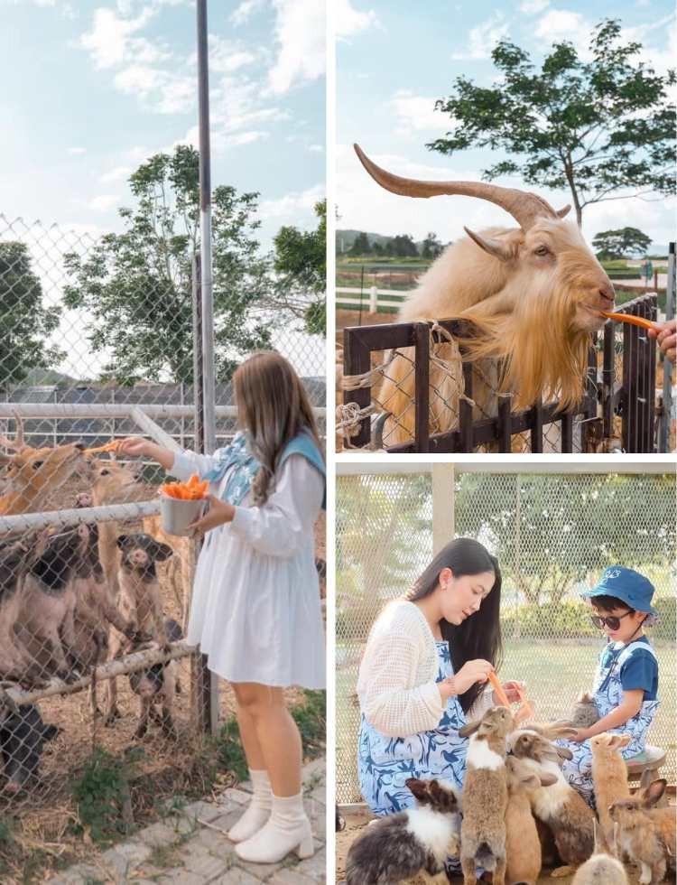 Khao Yai mini Zoo