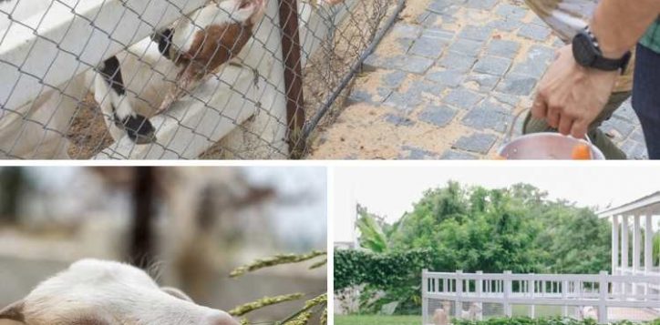 zoo